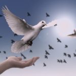 dove, peace, freedom-3426187.jpg